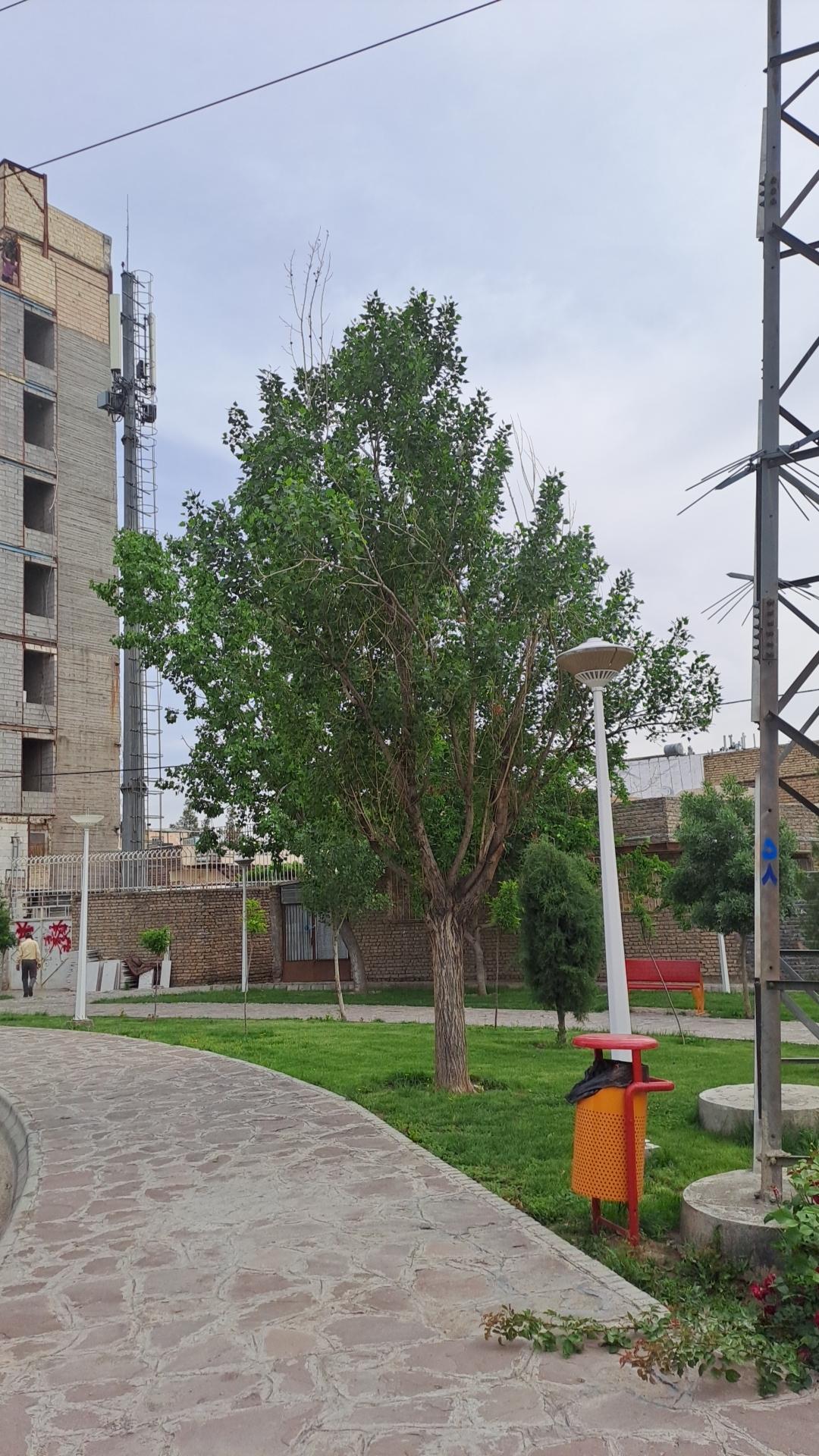 عکس بوستان پیچک