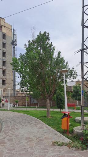 عکس بوستان پیچک