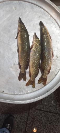 عکس بازار ماهی فروشان