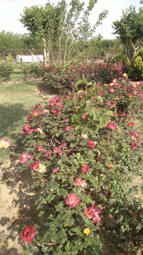 عکس پارک آموزش ترافیک