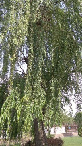 عکس پارک آموزش ترافیک