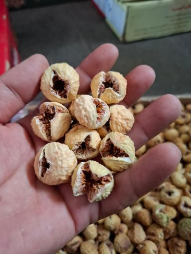 عکس  خشکبار نوذری 