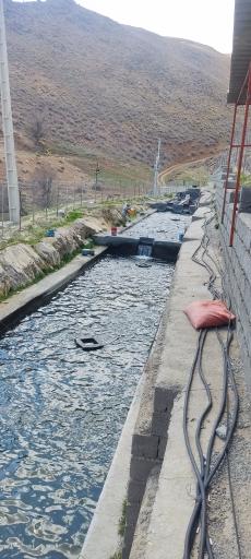 عکس پرورش ماهی چشمه چاوک مسعودآباد