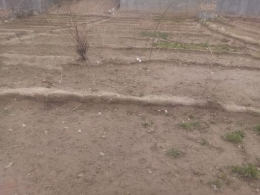 عکس باغ سبزی صنوبر