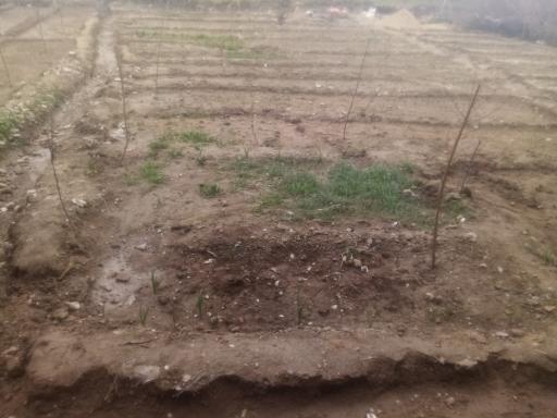 عکس باغ سبزی صنوبر