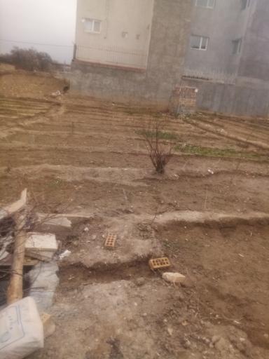 عکس باغ سبزی صنوبر