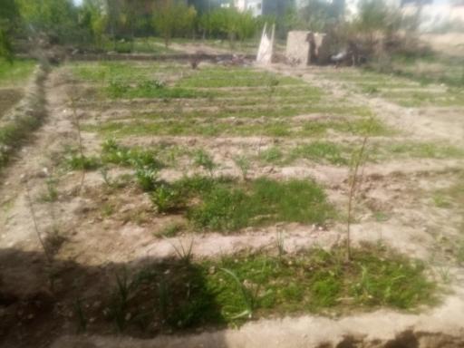 عکس باغ سبزی صنوبر