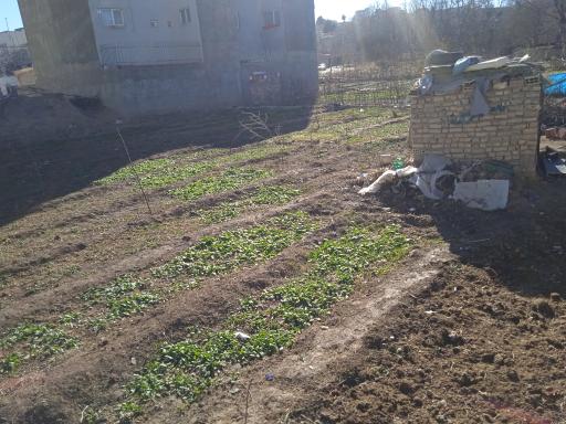 عکس باغ سبزی صنوبر