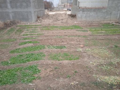 عکس باغ سبزی صنوبر