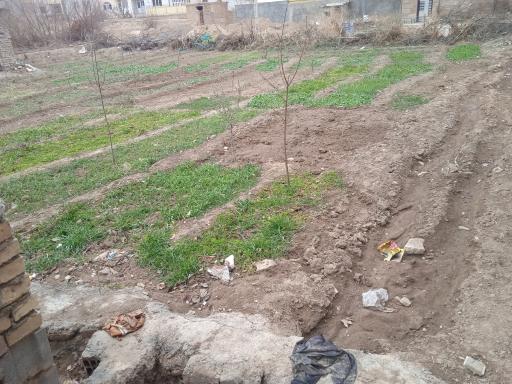 عکس باغ سبزی صنوبر