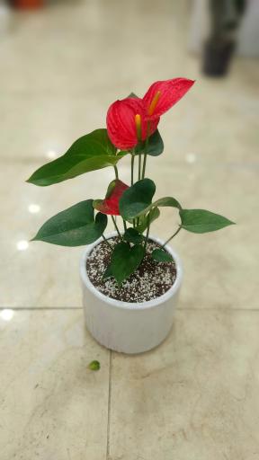 عکس گلفروشی پارمیس