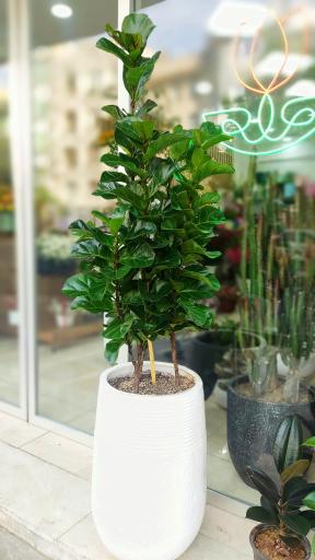 عکس گلفروشی پارمیس