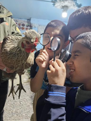 عکس علمکده گردو