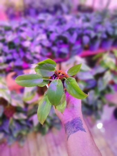 عکس گلکده الین 