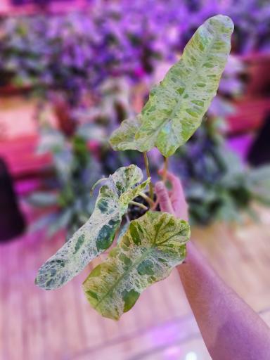 عکس گلکده الین 