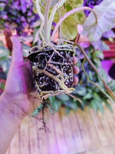 عکس گلکده الین 