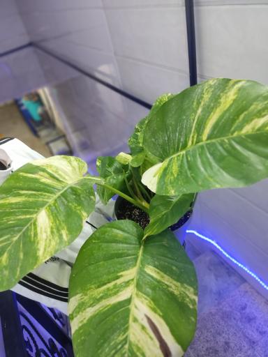 عکس گلکده الین 