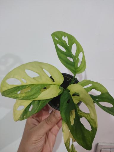 عکس گلکده الین 