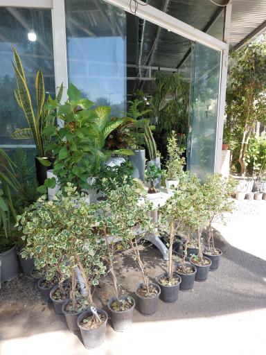 عکس گل فروشی گلخانه من