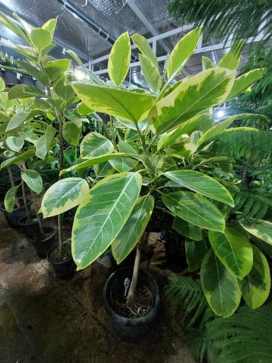 عکس گل فروشی گلخانه من