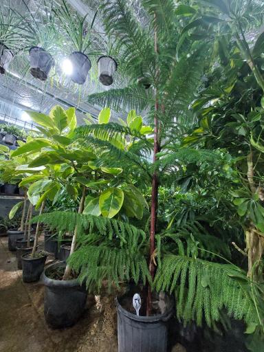 عکس گل فروشی گلخانه من