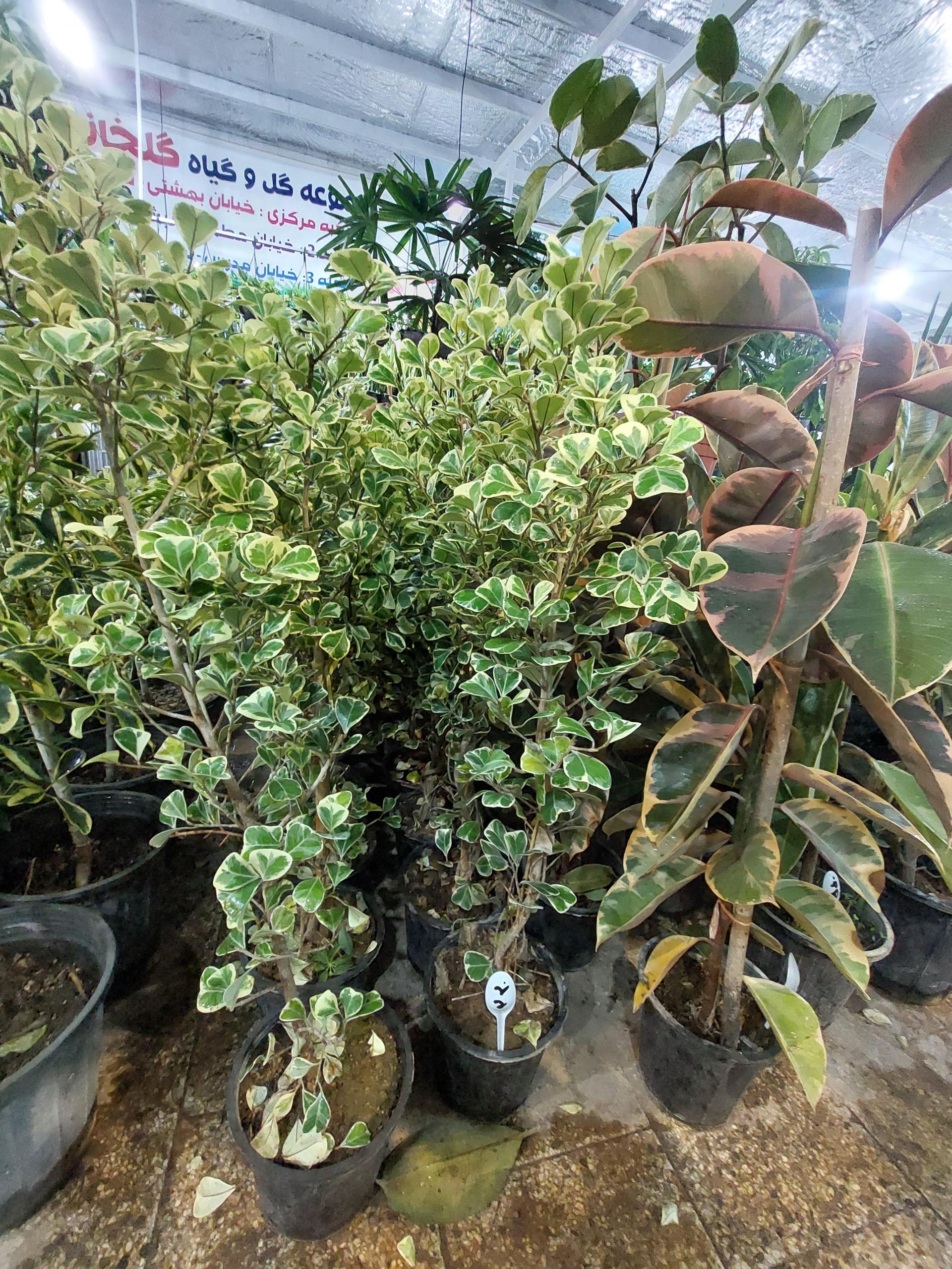 عکس گل فروشی گلخانه من