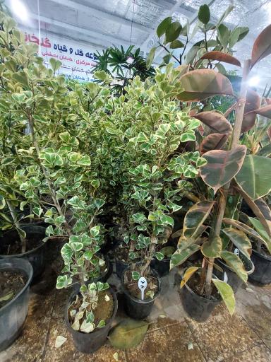 عکس گل فروشی گلخانه من