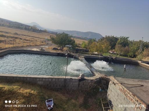 عکس پرورش ماهی صابری 