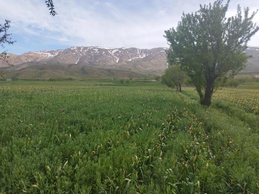 عکس فریدون شهر