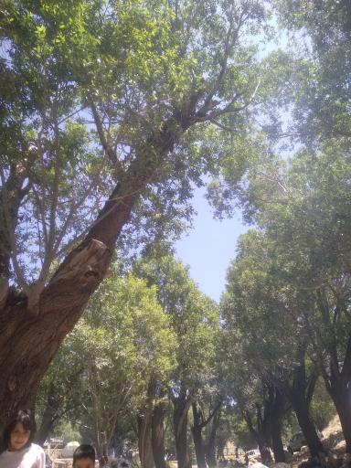 عکس زر چشمه هونجان