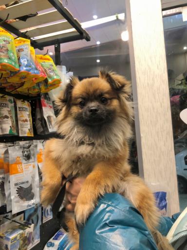 دکان پت شاپ