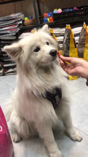 دکان پت شاپ