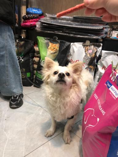 دکان پت شاپ