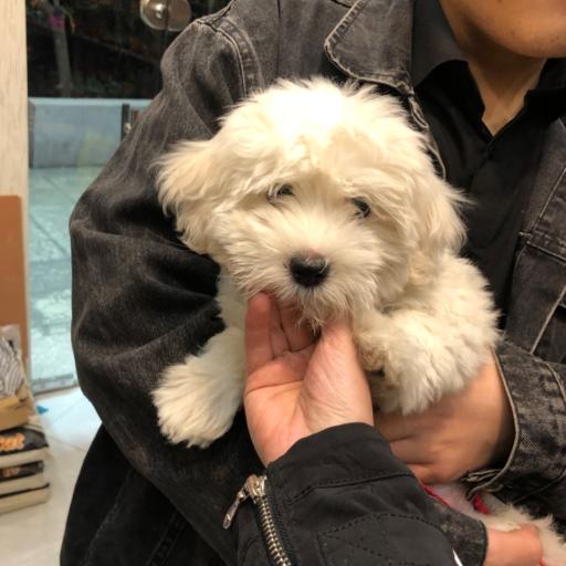 دکان پت شاپ