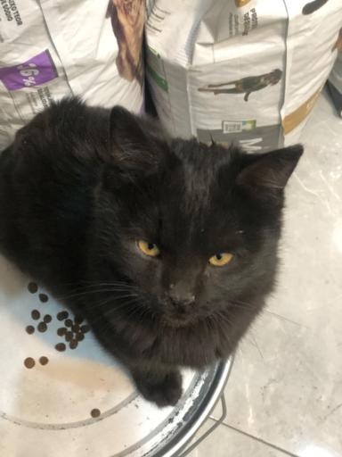 دکان پت شاپ