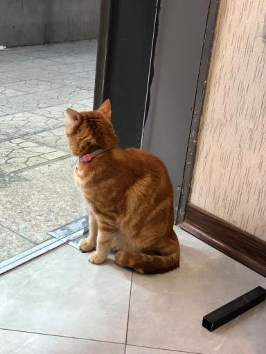 دکان پت شاپ