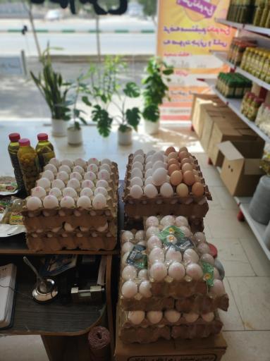 عکس پخش تخم مرغ طیور گستر پارسی فردا