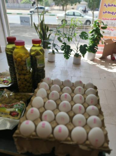 عکس پخش تخم مرغ طیور گستر پارسی فردا