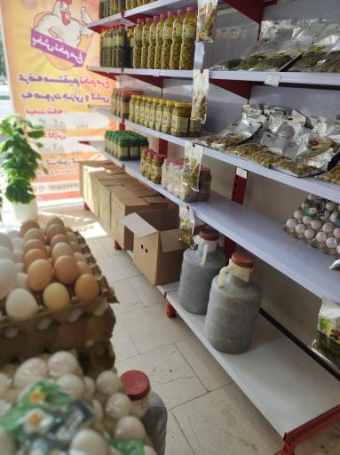 عکس پخش تخم مرغ طیور گستر پارسی فردا