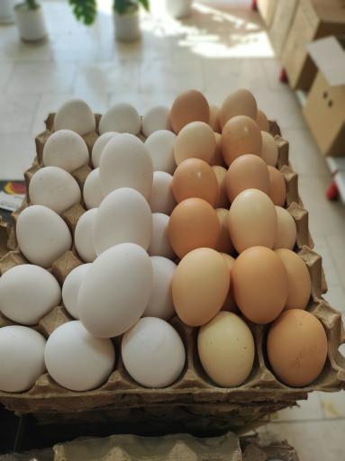 عکس پخش تخم مرغ طیور گستر پارسی فردا