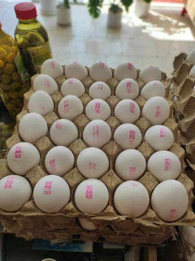 عکس پخش تخم مرغ طیور گستر پارسی فردا