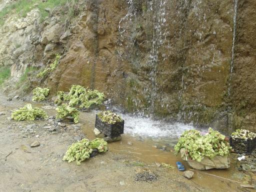 عکس خوشه دره
