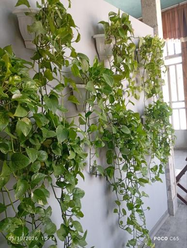 عکس صبحانه سرای عسل بانو