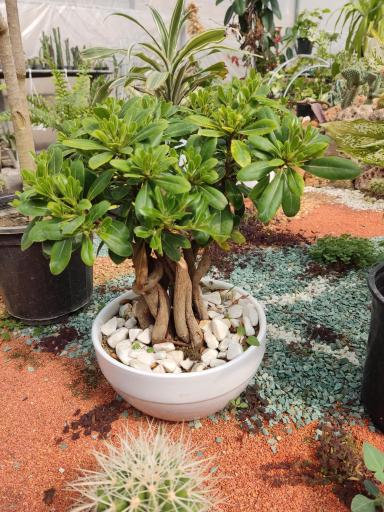 عکس گلخانه آریا کاکتوس