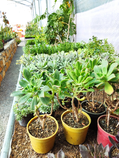 عکس گلخانه آریا کاکتوس