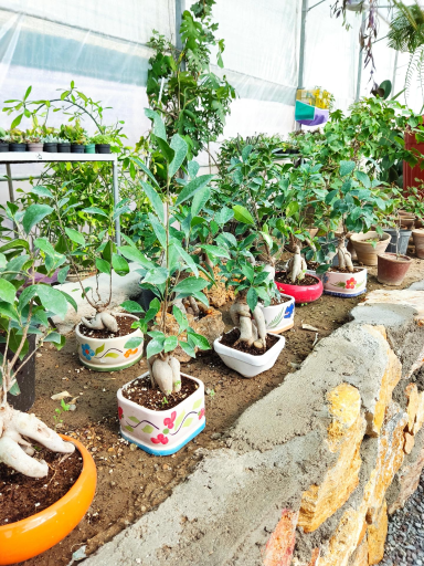 عکس گلخانه آریا کاکتوس