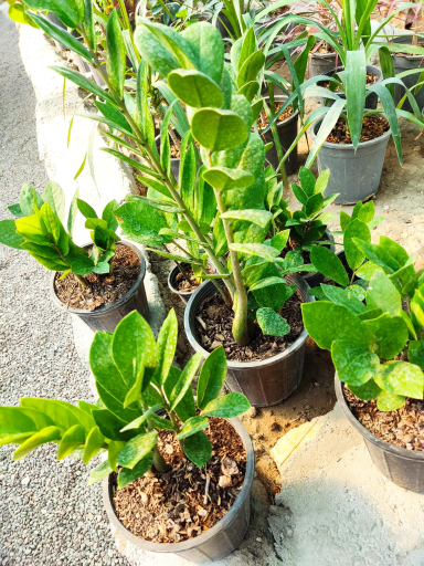 عکس گلخانه آریا کاکتوس