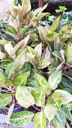 عکس گلخانه آریا کاکتوس