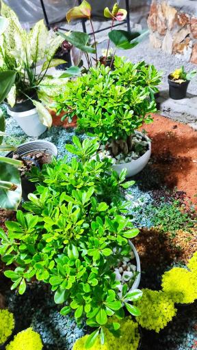 عکس گلخانه آریا کاکتوس