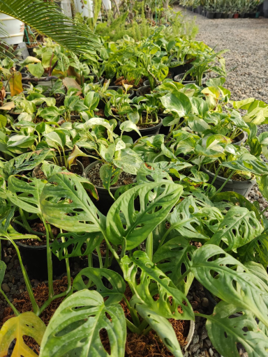 عکس گلخانه آریا کاکتوس